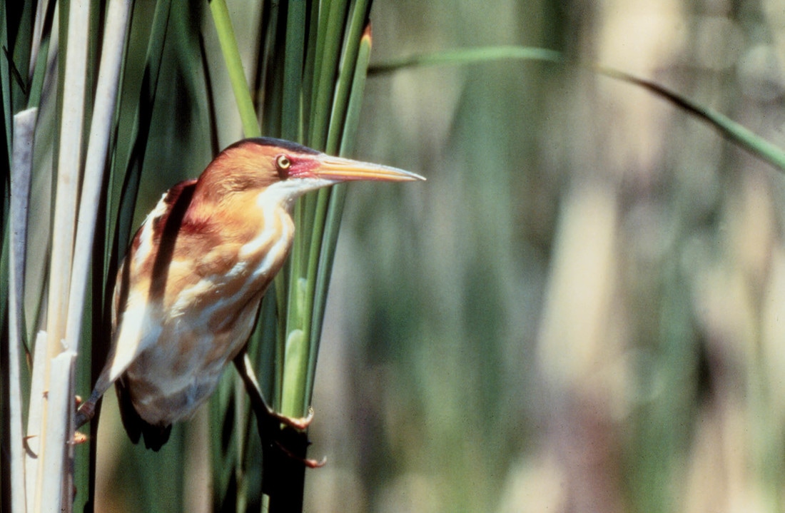 photo of bittern in marsh